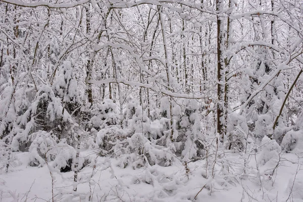 Zimowy Krajobraz Drzewami Dębowymi Pierwszym Planie Puszcza Białowieska Polska Europa — Zdjęcie stockowe