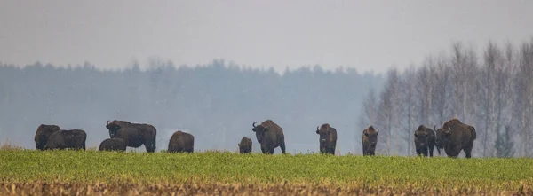 Evropské Stádo Bizonů Krmení Zasněžených Polích Stromech Pozadí Panorama Podlaskie — Stock fotografie