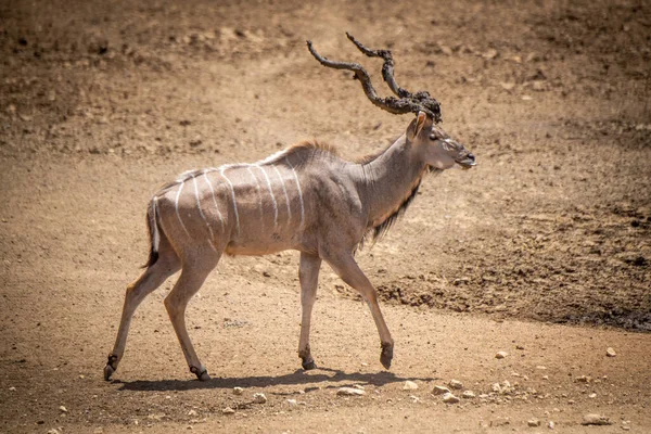 Man Större Kudu Promenader Med Leriga Horn — Stockfoto