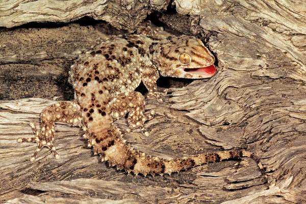 Геккон Биброна Pachydactylus Bibronii Замаскированный Коре Дерева Южная Африка — стоковое фото