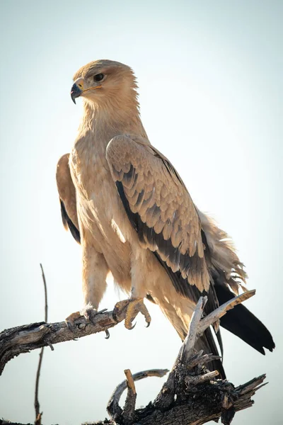 Aigle Fauve Pâle Perches Sur Branche Morte — Photo