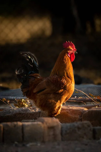 Rooster Stands Bricks Golden Light — Stock Photo, Image