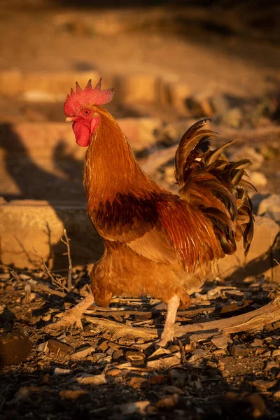 Rooster Farm — Stock Photo, Image