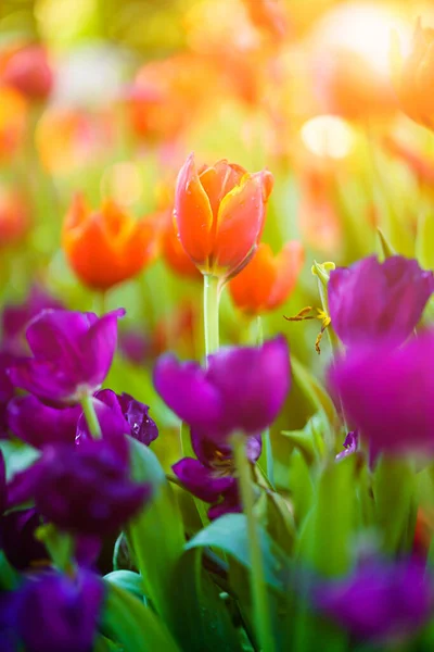 Vackra Tulpaner Blommor Trädgården — Stockfoto