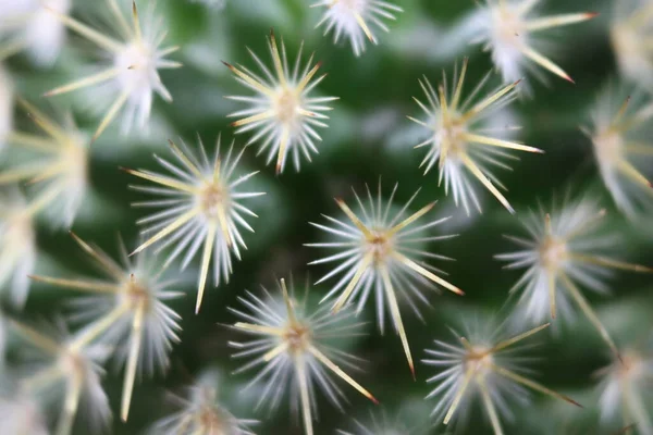 Beautiful Cactus Skewers Your Pain Defense Protection — Stock Photo, Image