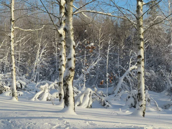 Kar Beyazı Soğuk Kış Güzel Dondurma Ağaçları Manzarası — Stok fotoğraf