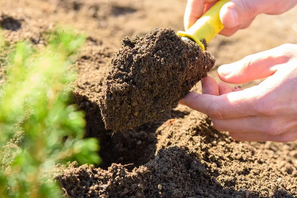 Las Manos Cavan Agujero Con Una Cucharada Para Plantar Plántulas — Foto de Stock