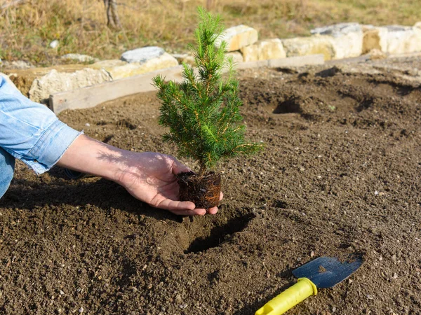 Plantas Mano Agujero Plantas Abeto Plántulas Suelo — Foto de Stock