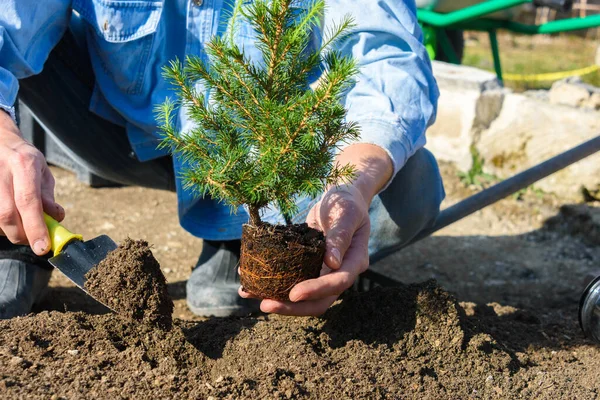 Hombre Planta Una Plántula Abeto Cónico Suelo — Foto de Stock