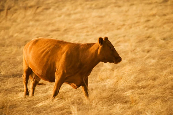 沙漠中的奶牛 — 图库照片