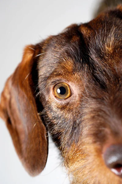Perro Raza Retrato Mascota Animal Cachorro Salchicha Cabeza Mirando Ojo —  Fotos de Stock