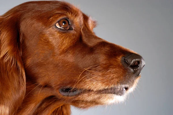 Portrait Cute Dachshund Dog — Stock Photo, Image