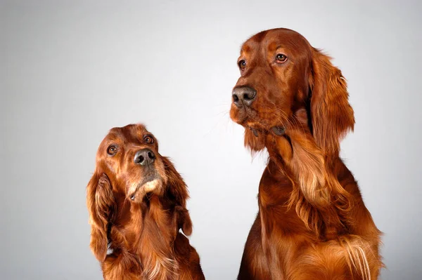 Retrato Cão Bonito Dachshund Fundo Cinza — Fotografia de Stock