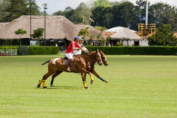 Horse Field — Stock Photo, Image