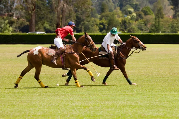 Paard Het Veld — Stockfoto