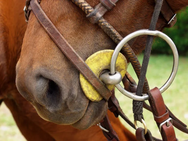 Detailní Záběr Koně Farmě — Stock fotografie