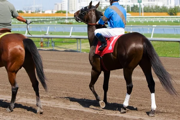 Mujer Joven Montando Caballo — Foto de Stock