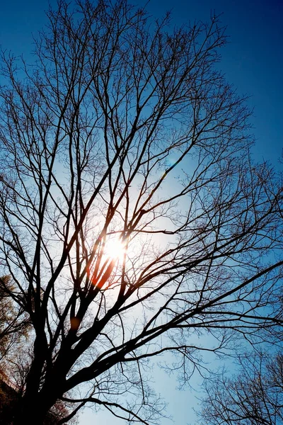 Низький Кут Вигляд Голих Дерев Заході Сонця Вашингтон Сша — стокове фото