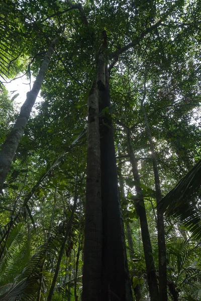 Panorama Selva Amazónica Región Húmeda Brasileña Laguna Navegable Hito Sudamérica — Foto de Stock