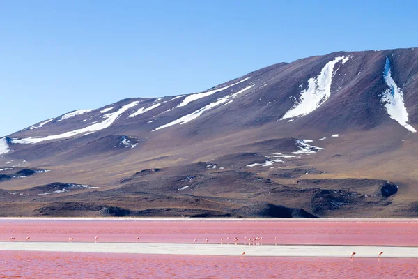 Ландшафт Лагуна Колорада Боливия Красивая Боливийская Панорама Красная Водная Лагуна — стоковое фото