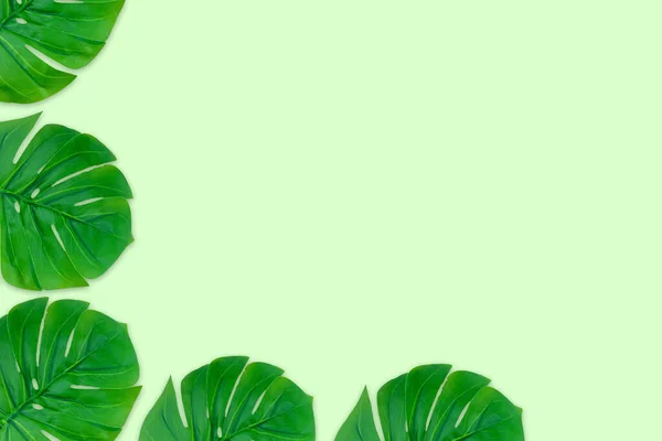 Gröna Blad Vit Bakgrund Tropiska Monstera Löv Platt Låg Ovanifrån — Stockfoto