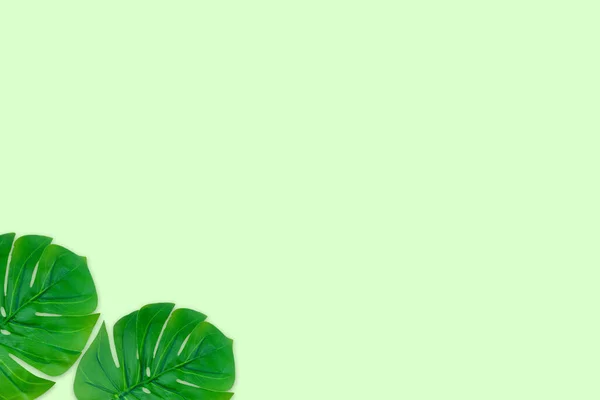 Gröna Blad Vit Bakgrund Tropiska Monstera Löv Ovanifrån — Stockfoto