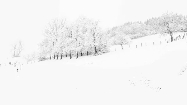 Winterlandschaft Mit Schneebedeckten Bäumen — Stockfoto