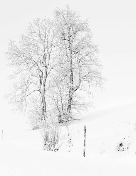 Paysage Hivernal Avec Arbres Enneigés — Photo