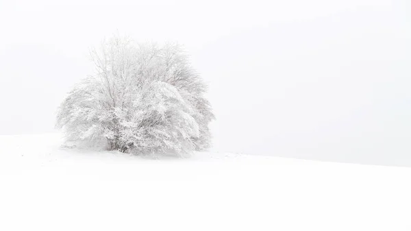 森林里被雪覆盖的树木 — 图库照片