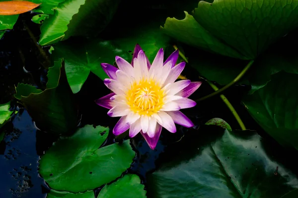Красива Фіолетова Водяна Лілія Або Квітка Лотоса Ставку Темно Зеленого — стокове фото