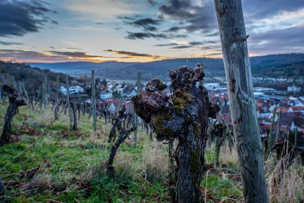 Vieille Vigne Gnarled Avec Mousse Dans Paysage Vallée Viticole — Photo