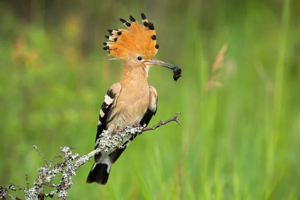 Eurasian hoopoe, upupa epops, looking on bush in springtime nature. Animal with orange and black crest holding bug in beak with green background. Bird sitting on a branch.
