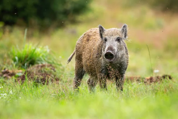 Cute Wild Boar Sus Scrofa Piglet Looking Camera Green Meadow — Stock Photo, Image