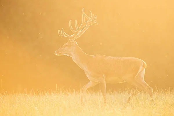 Rode Herten Cervus Elaphus Hert Met Groeiend Gewei Bedekt Met — Stockfoto