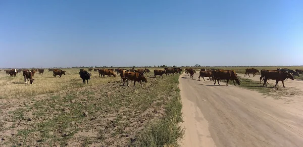 Стадо Коров Загорелой Пустыне Голубым Небом — стоковое фото