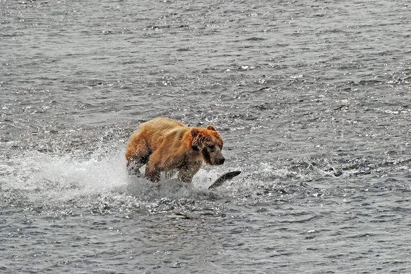 Kodiak Ayısı Alaska Daki Kodiak Adası Ndaki Fraser Nehri Nde — Stok fotoğraf