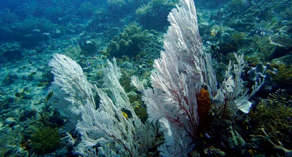 Víz Alatti Kilátás Trópusi Korallzátony Vörös Tengerben — Stock Fotó