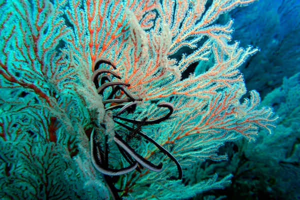 Federstern Oder Seelilie Einem Knotenfjalá Melithaea Ochracea Nord Molukken Halmahera — Foto de Stock