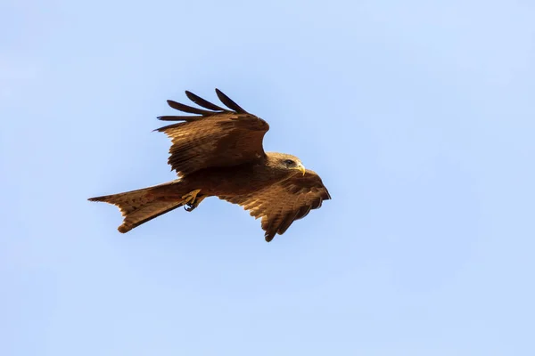 Ave Rapaz Cometa Negra Volando Contra Cielo Milvus Migrans Etiopía —  Fotos de Stock