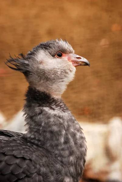 Portrét Mladého Krásného Ptáka — Stock fotografie
