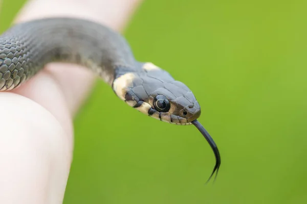 Close Van Een Hand Met Een Groene Bal — Stockfoto