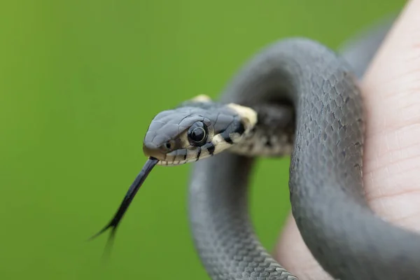 Close Van Een Slang — Stockfoto