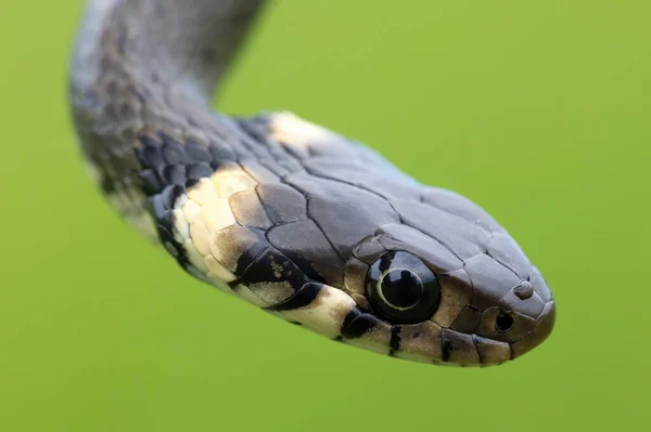 Close Harmless Small Snake Grass Snake Natrix Natrix European Wildlife — Fotografia de Stock