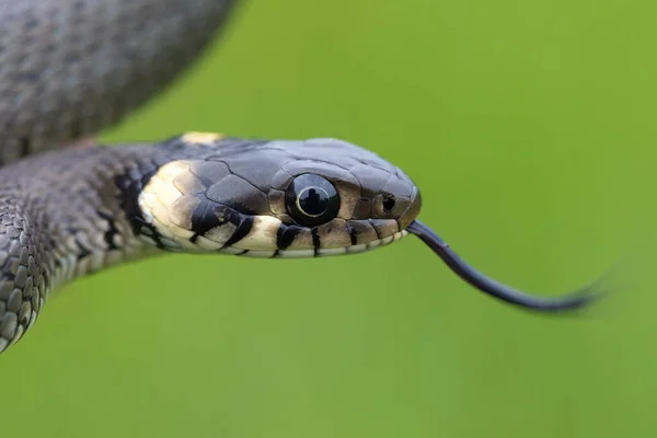 Close Van Onschuldige Kleine Slang Grasslang Natrix Natrix Europese Wilde — Stockfoto