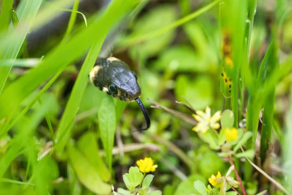 Close Van Onschuldige Kleine Slang Grasslang Natuurlijke Habitat Natrix Natrix — Stockfoto