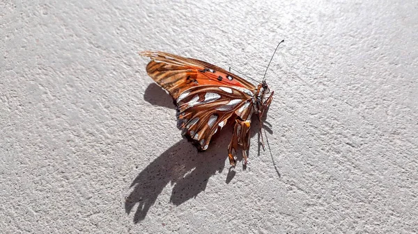 Krásný Motýl Bílém Pozadí — Stock fotografie