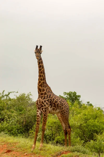 Jirafa Sabana Kenya —  Fotos de Stock