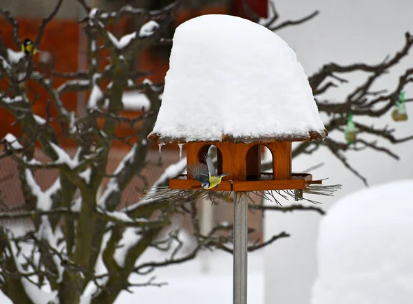 Ptak Zimie — Zdjęcie stockowe