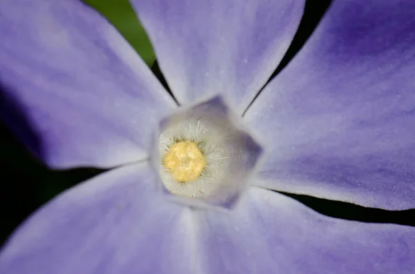 庭の美しい紫色の花 — ストック写真