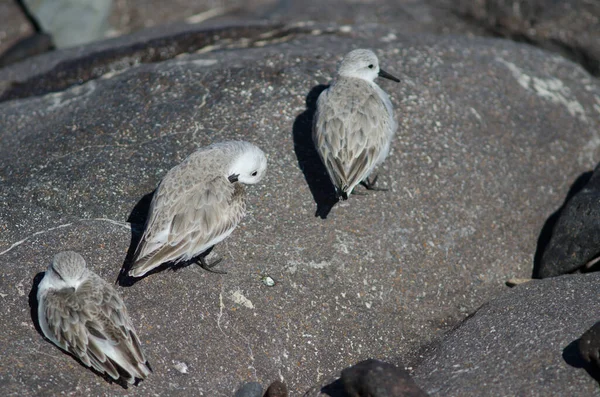 Une Mouette Dans Mer — Photo